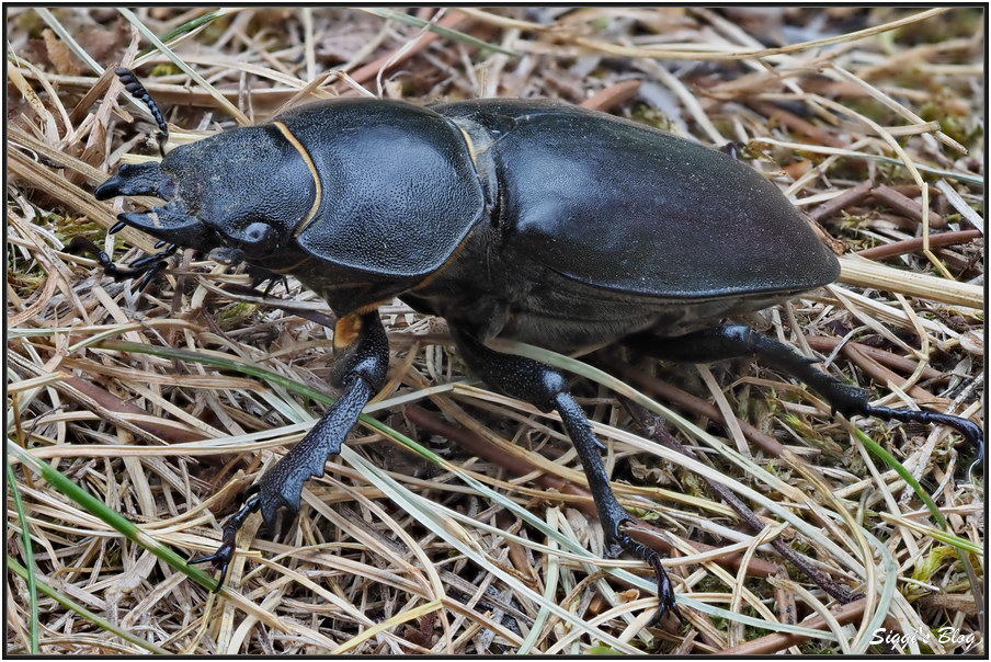 190711 Hirschkäfer Weibchen