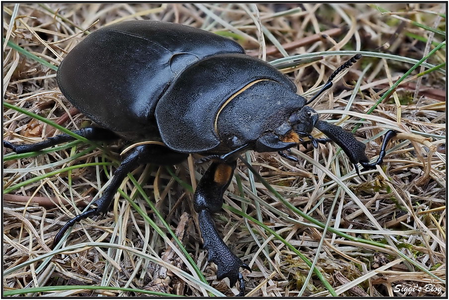 190711 Hirschkäfer Weibchen