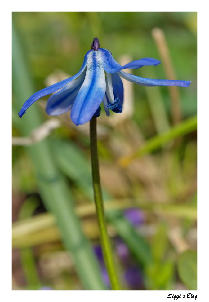 Sibirischer Blaustern