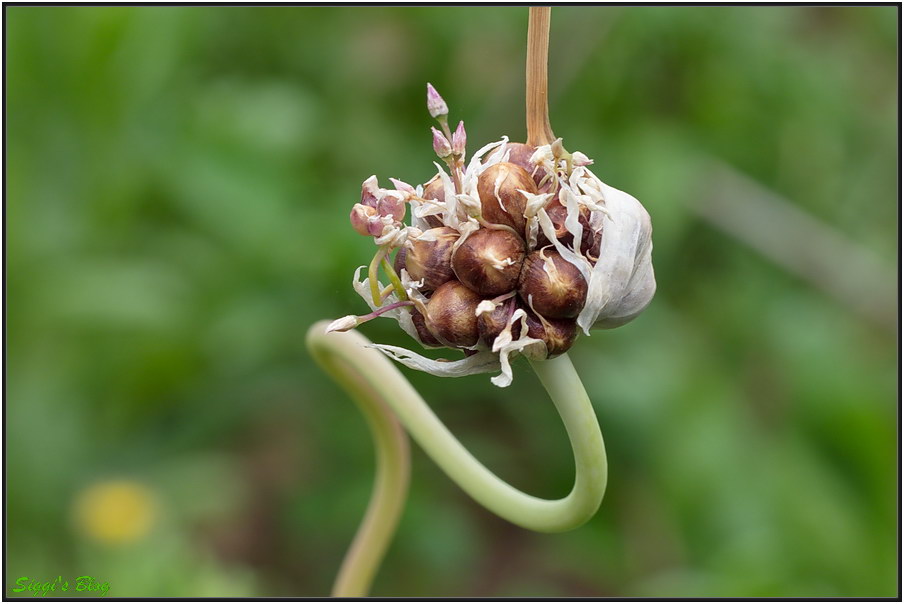 190721 Wilder Knoblauch