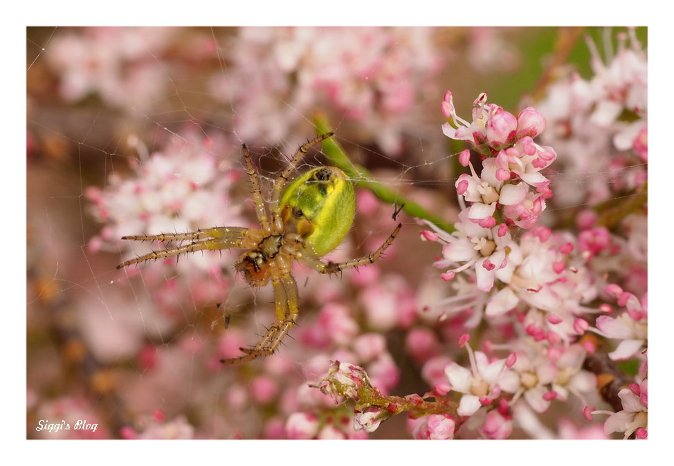 Spinne in der Tamariske