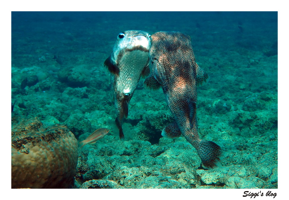  Gepunkteter Igelfisch 