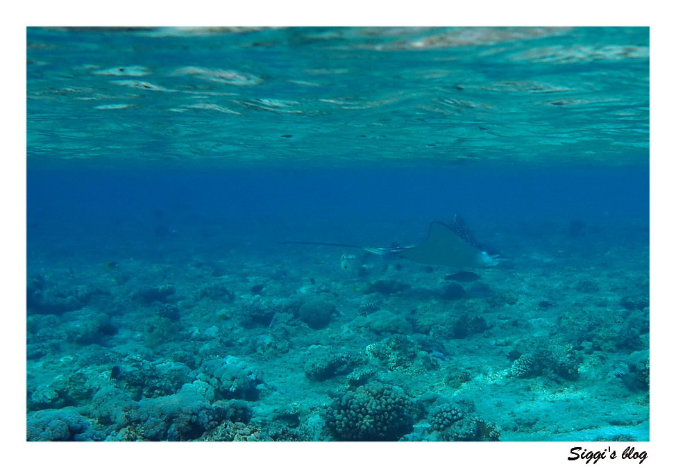 Gefleckter Adlerrochen / Spotted eagle ray