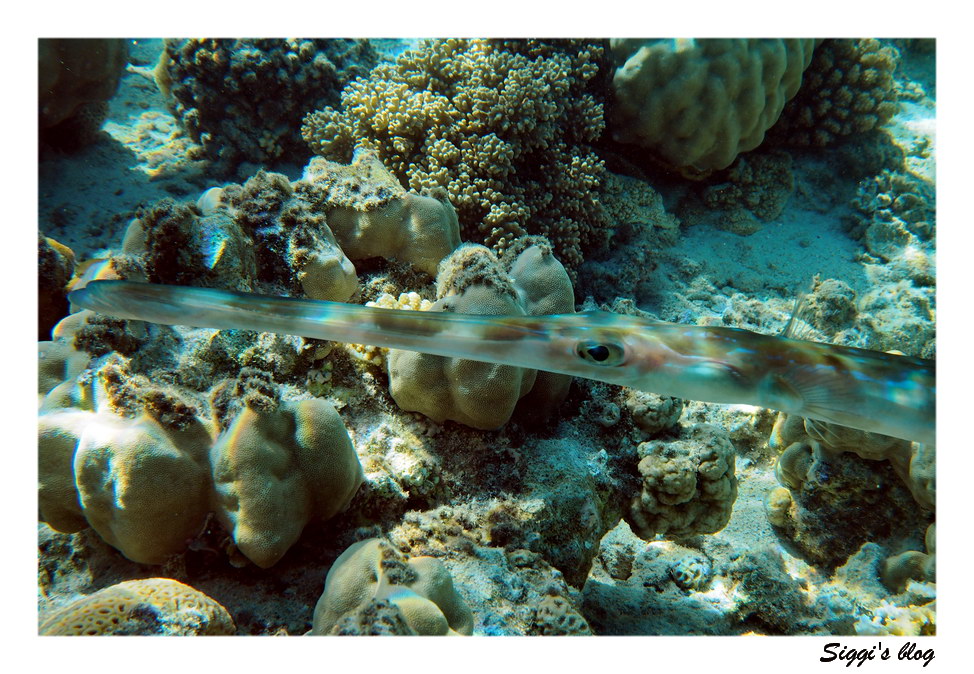 ssh14-09_19_floetenfisch_p7141864