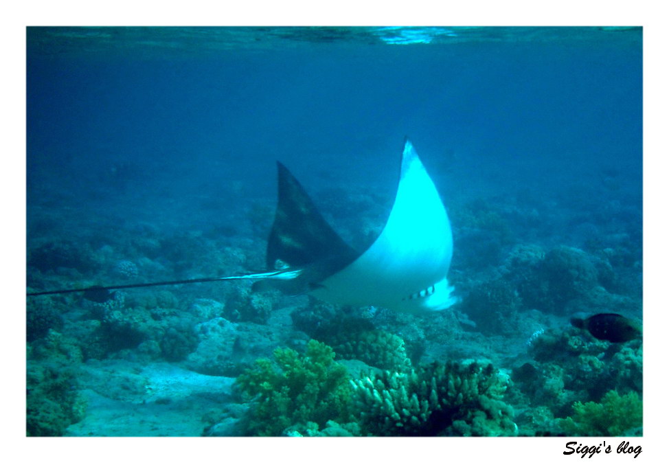 Gefleckter Adlerrochen / Spotted eagle ray