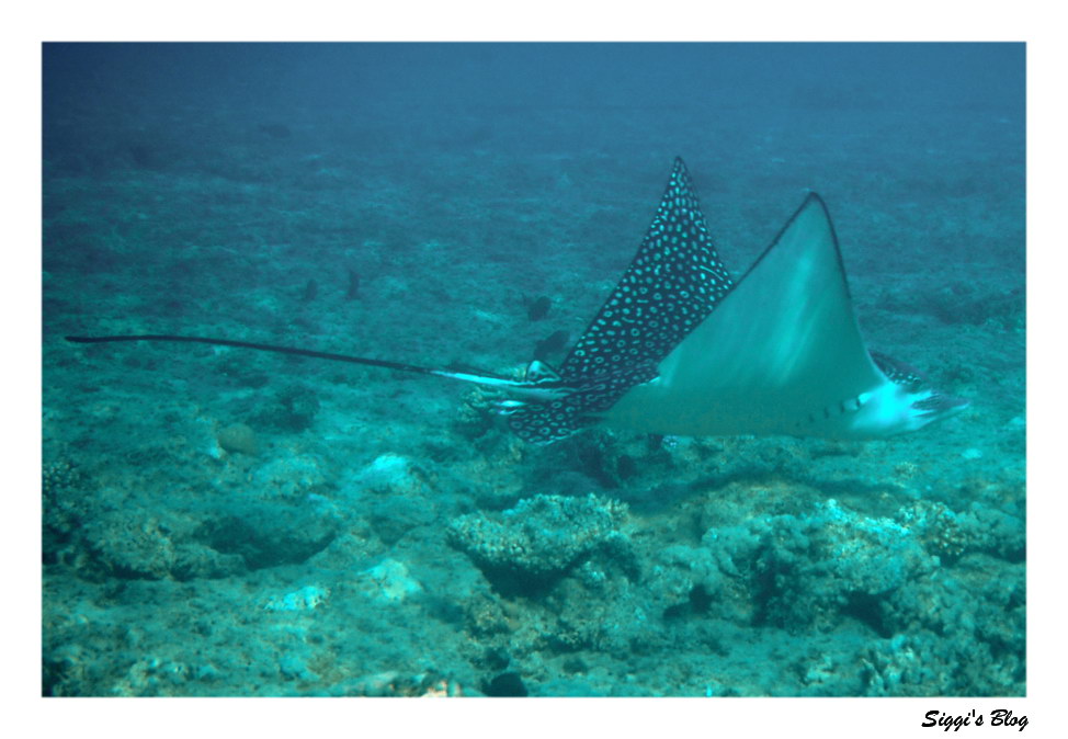 Gefleckter Adlerrochen / Spotted eagle ray