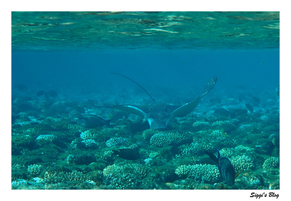 Gefleckter Adlerrochen / Spotted eagle ray