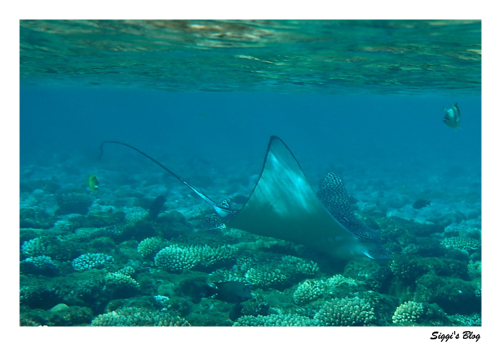 Gefleckter Adlerrochen / Spotted eagle ray