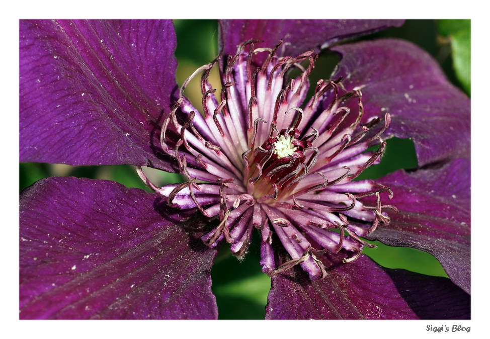 Clematis Jackmannii