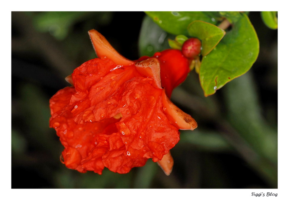 Granatapfel - Erste Blüte!