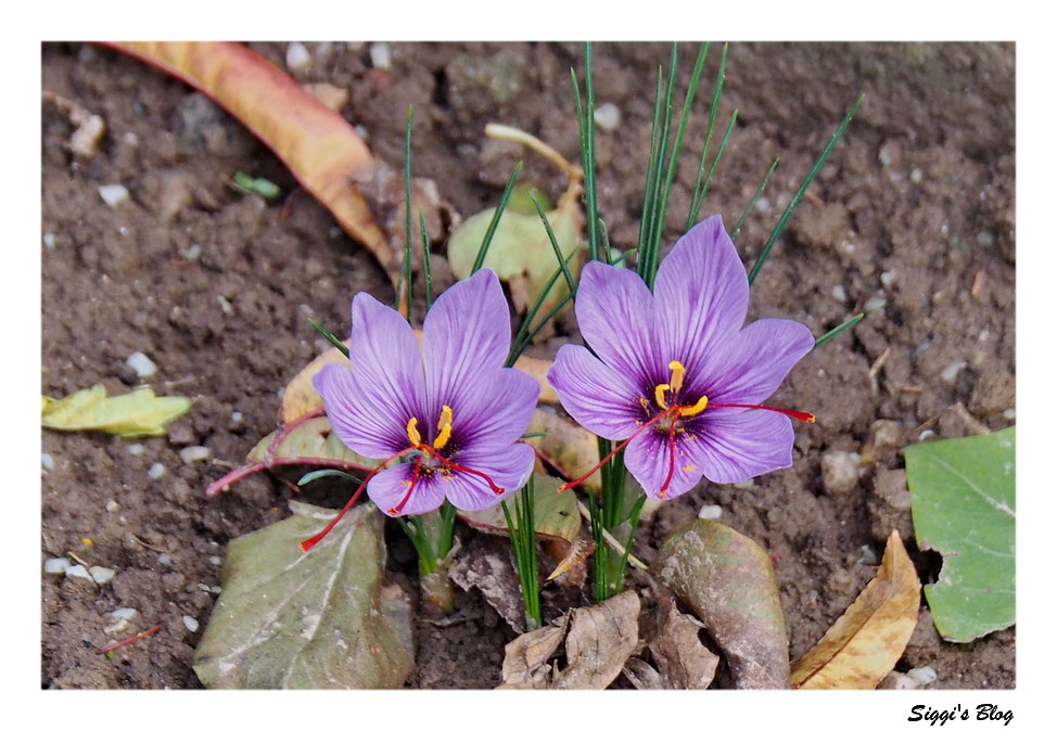 Crocus sativus