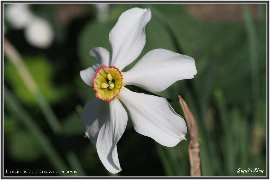 180418 Pfauenaugen Narzissen