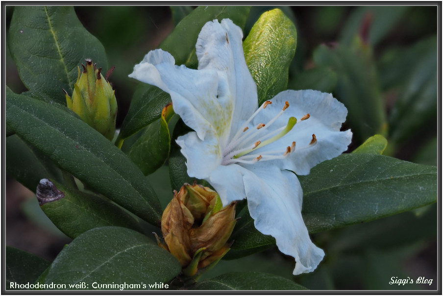 180421 Rhododendron