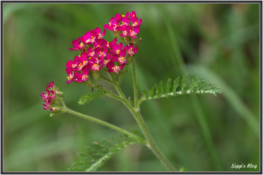 180616 Rote Schafgarbe