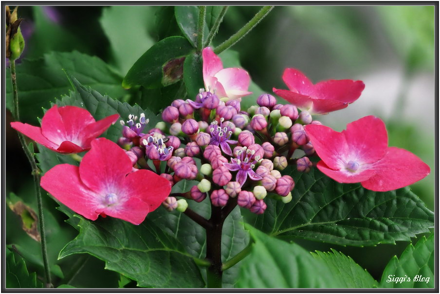 180616 Teller Hortensie "Red Kardinal"