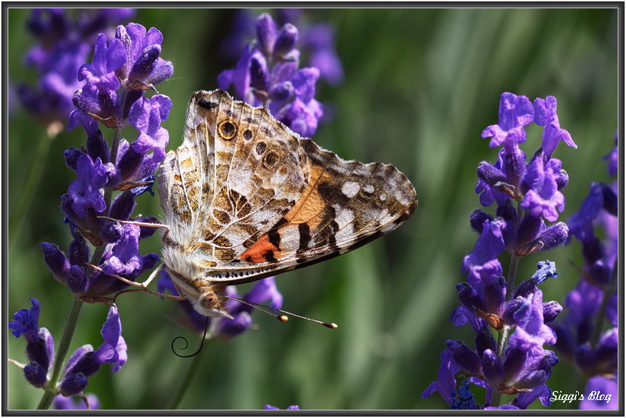 180608 Schachbrett Schmettering