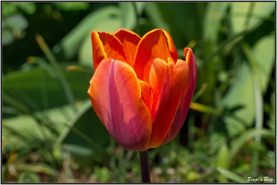 190421 Tulpe Prinses Irene