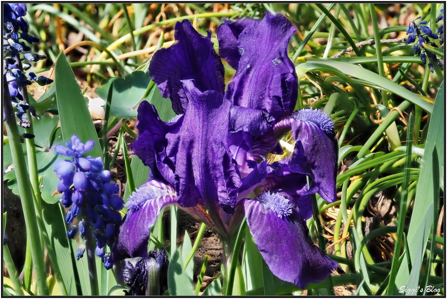 190421 Iris Hollandica