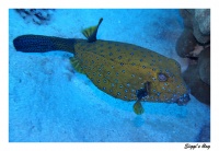 Gelbbrauner Kofferfisch / Yellow Cube boxfish