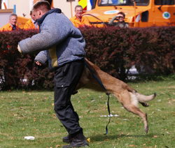 Diensthundevorführung