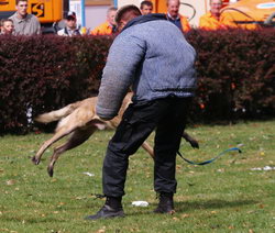 Diensthundevorführung