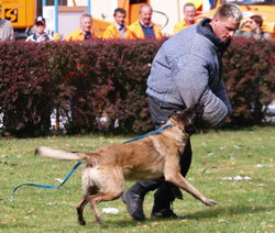 Diensthundevorführung