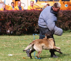 Diensthundevorführung