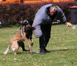 Diensthundevorführung