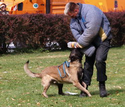 Diensthundevorführung