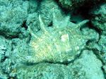 Riesen Flügelschnecke - Common Spider Conch