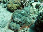 Bärtiger Drachenkopf - Bearded Scorpionfish