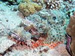 Bärtiger Drachenkopf - Bearded Scorpionfish