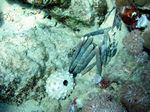 Lanzenseeigel - Phyllacanthus imperialis
