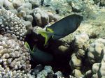 Kaninchenfische - Brownspotted spinefoot