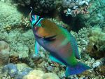 Rostpapageienfisch / Putzerlippfisch - Rusty parrotfish / Blue streaked cleaner wrasse