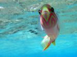 Regenbogenjunker - Shoulder Wrasse