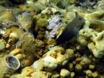 Kastanien Kammzähler - Chestnut eyelash-blenny