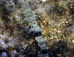 Zweifleck Eidechsenfisch - Two-spot lizard fish