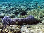 Steinkorallen spezies - Hedgehog Coral