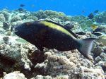 Zweifarben Papageienfisch Weibchen - Female Bicolour parrotfish
