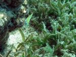 Regenbogenjunker / Gesägtes Seegras - Shoulder Wrasse / Seagrass