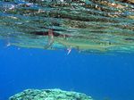 Hornhecht - Hound needlefish