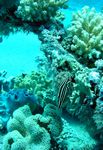 Sechsstreifen Seifenbarsch - Sixline soapfish