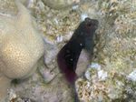Kastanien Kammzähler - Chestnut eyelash-blenny