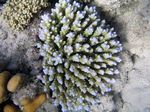 Blaue Steinkoralle - Blue Stone Coral