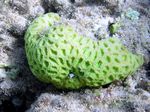 Güne Knopfkoralle - Green Groved Mosaic Coral