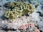 Pifferling Koralle - Velvet Leather Coral