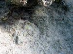 Seewalze - Sea Cucumber