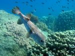 Gepunkteter Igelfisch -  Spot-fin porcupinefish