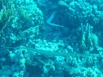Flötenfisch - Bluespotted cornetfish